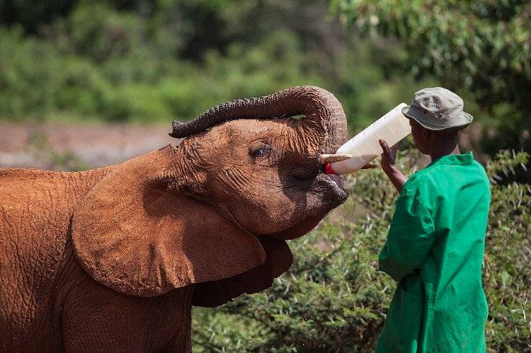 Orphaned baby elephant at David Sheldrick Wildlife Trust drinking from a large bottle held by a caretaker in a green coat