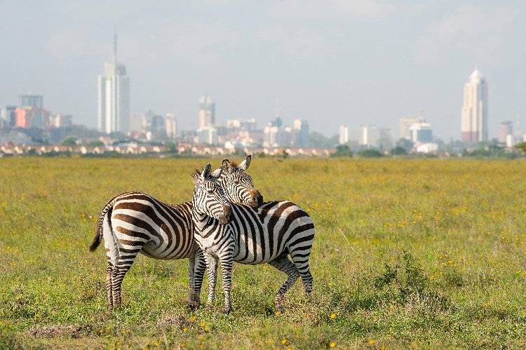 Two zebras nuzzling in a yellow‑flowered savanna with the Nairobi skyline blurred on the horizon at Nairobi National Park