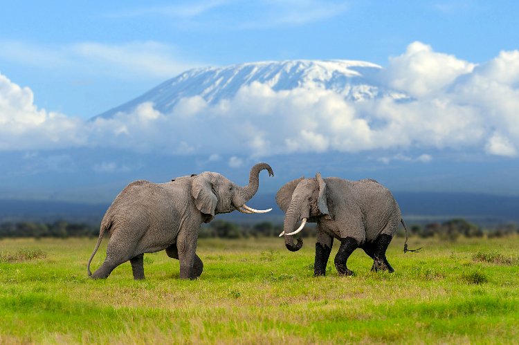 Two African elephants on a green Amboseli plain with snow-capped Mount Kilimanjaro and dramatic clouds behind them