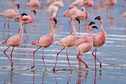 Slender pink flamingos wading in shallow water at Lake Nakuru, elegant legs and curved necks