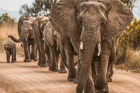 Herd of African elephants walking along a dusty track in Tsavo East National Park — 3-Day Tsavo East Safari from Watamu