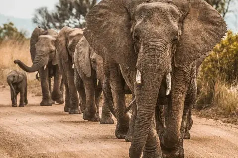 Herd of African elephants walking along a dusty track in Tsavo East National Park — 3-day Tsavo East safari from Watamu