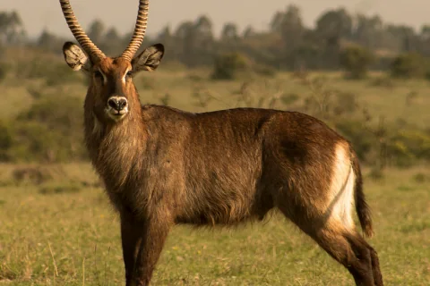 Large male waterbuck with curved horns standing in Kenyan grassland, a scene from the 4-Day Mount Kenya, Aberdare & Ol Pejeta Safari departing from Nairobi