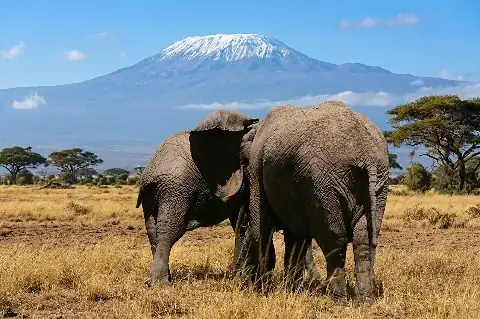 Two elephants on the Amboseli grasslands with snow-capped Mount Kilimanjaro in the background — 2-Day Amboseli National Park Safari from Nairobi