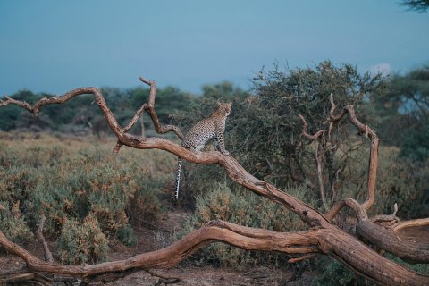 4-Day Meru & Samburu Wilderness Safari from Nairobi