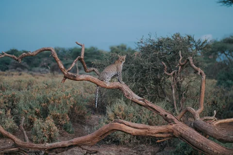 4-Day Meru & Samburu Wilderness Safari from Nairobi