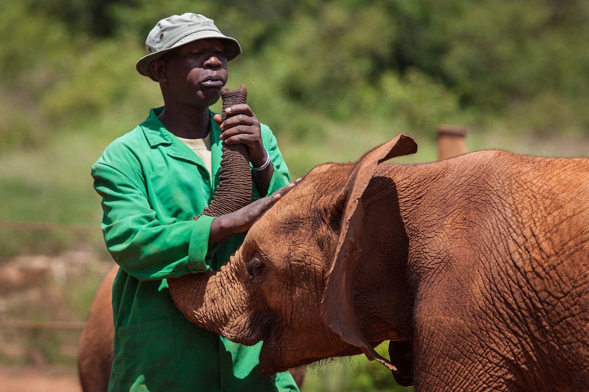 Caretaker embracing an elephant calf, a moment of gentle care at the orphanage