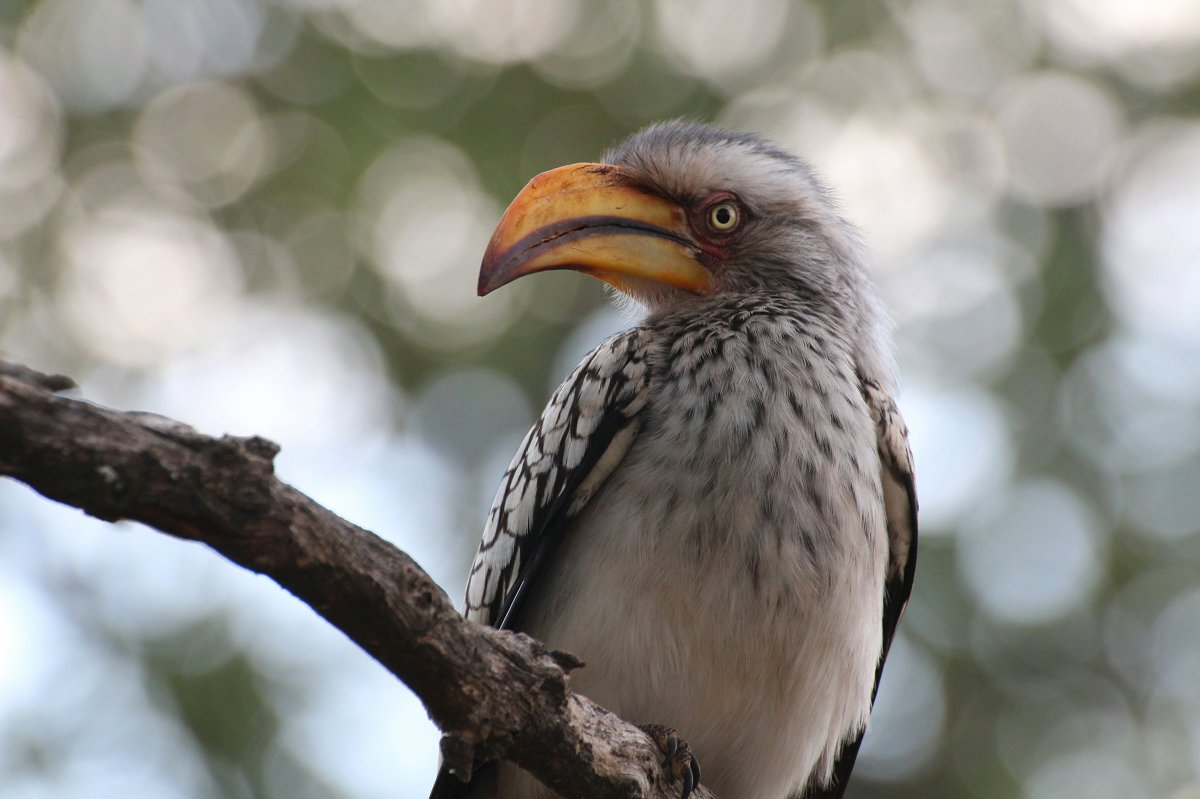 Yellow-billed hornbill close-up perched on a branch with soft blurred foliage — wildlife sighting on the 5-Day Maasai Mara, Lake Nakuru & Lake Naivasha Safari