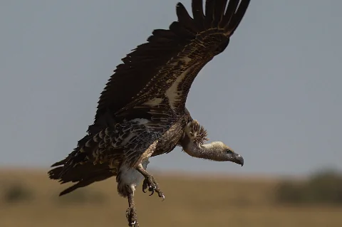 Vulture in mid-flight with wings spread and talons extended over Amboseli's dry savanna – 2-Day Amboseli National Park Safari from Nairobi.