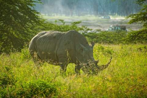 White rhino grazing in tall grass with a safari vehicle in the distance — 4-Day Ol Pejeta, Solio & Mount Kenya Safari from Nairobi
