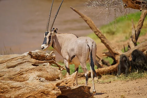 Sleek oryx with long straight horns standing by a riverbank amid dry Kenyan woodlands