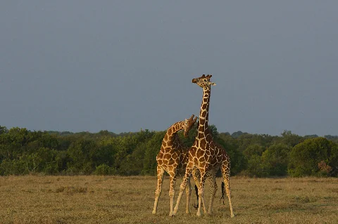 Two giraffes nuzzling on the Kenyan savanna with a tree-lined horizon — 8-Day Ultimate Kenya Safari from Nairobi