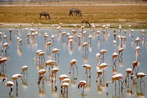 Dense flock of pink flamingos wading in shallow lake with distant zebras — Lake Nakuru & Naivasha safari highlight