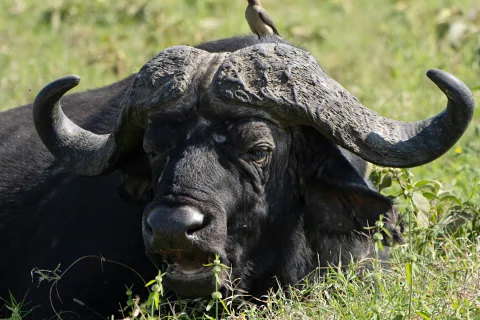 Gros plan d'un buffle d'Afrique reposant dans l'herbe, un pique‑bœuf perché sur sa corne, au parc national de Meru