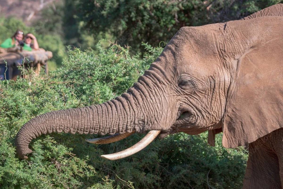 Elephant close-up feeding on bushes with safari visitors blurred in background