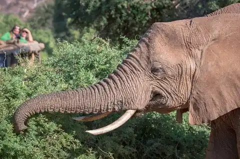 Elephant close-up feeding on bushes with safari visitors blurred in background