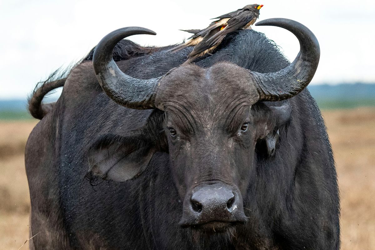 Close-up van een Afrikaanse buffel met een oxpecker op zijn hoorn in de Keniaanse savanne — 7-daagse Noord-Kenia wildlife- en Rift Valley-safari vanuit Nairobi