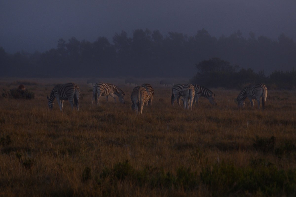 Zebras grazing in low dusk light across a misty grassland plain