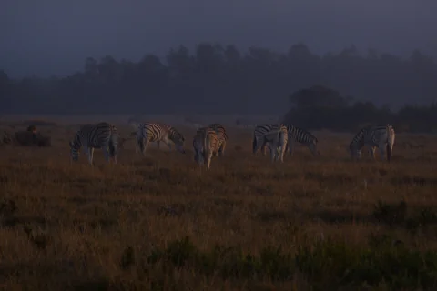 Zebras grazing in low dusk light across a misty grassland plain