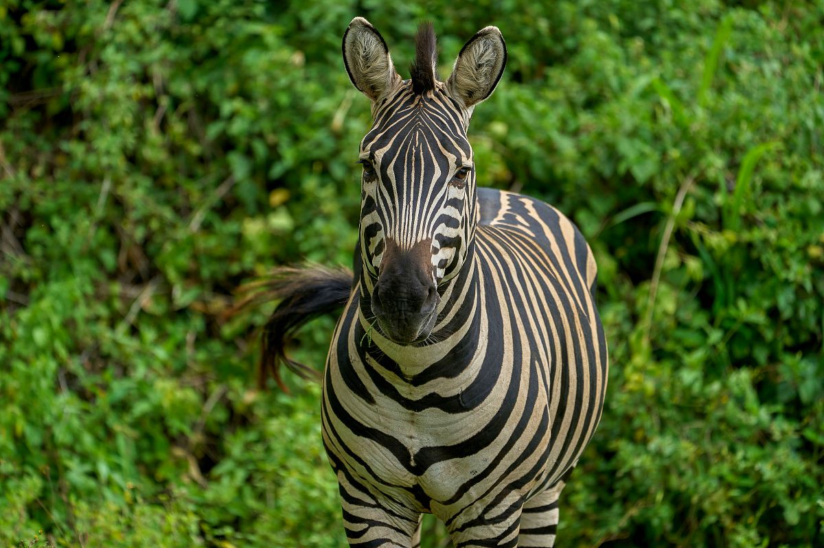 Primo piano di una zebra delle pianure rivolta verso la fotocamera, con marcate strisce nero-bianco su uno sfondo di rigogliosa vegetazione verde, durante il safari di 4 giorni a Solio, Aberdare e Ol Pejeta