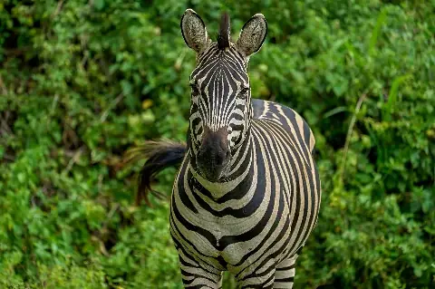 Primo piano di una zebra delle pianure rivolta verso la fotocamera, con marcate strisce nero-bianco su uno sfondo di rigogliosa vegetazione verde, durante il safari di 4 giorni a Solio, Aberdare e Ol Pejeta