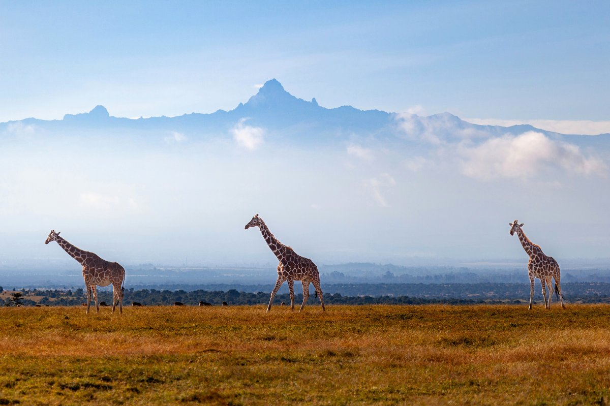 Three giraffes on a golden savanna with Mount Kenya's peak rising through mist — 4-Day Samburu, Ol Pejeta & Mount Kenya Safari from Nairobi.