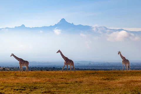 Three giraffes on a golden savanna with Mount Kenya's peak rising through mist — 4-Day Samburu, Ol Pejeta & Mount Kenya Safari from Nairobi.