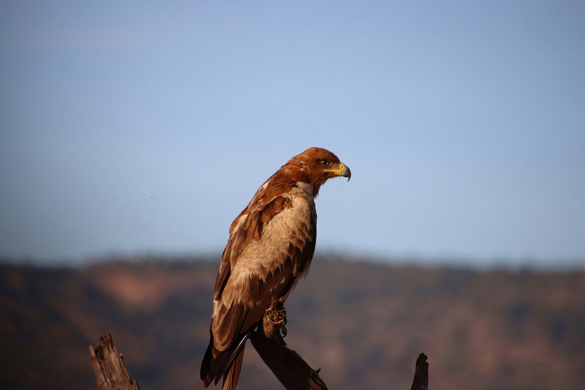 Un rapace perché sur une branche, surplombant des collines lointaines pendant un safari dans le parc national Meru.