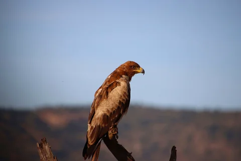 Un rapace perché sur une branche, surplombant des collines lointaines pendant un safari dans le parc national Meru.