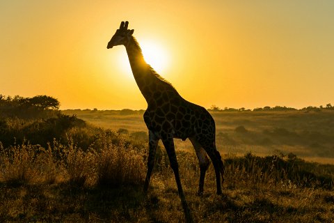 Silhouetted giraffe at sunset on the golden savanna — evocative scene from the 5-Day Maasai Mara, Lake Nakuru & Lake Naivasha Safari from Nairobi