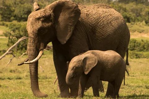 Elephant mother and calf strolling on Amboseli grasslands under warm light