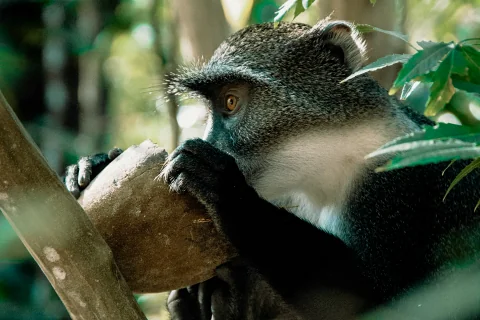 Forest monkey clutching and drinking from a coconut among dense foliage in Shimba Hills on a day safari from Mombasa