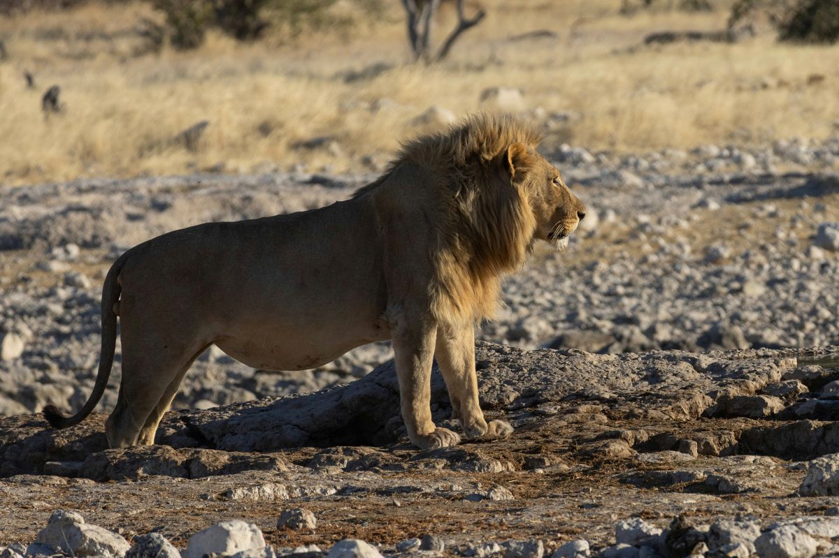 Male lion standing on rocky terrain, gazing across dry plains at Ol Pejeta Conservancy.