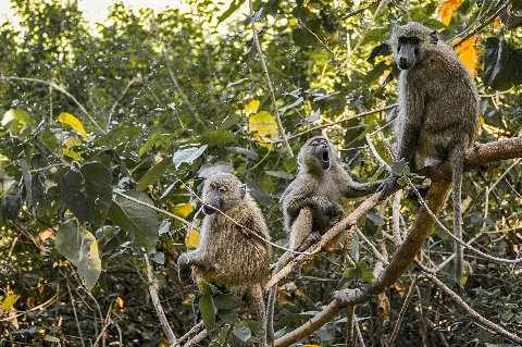 Three olive baboons perched on branches in a leafy Kenyan forest, one calling — wildlife scene from the 4-Day Solio, Aberdare & Ol Pejeta Rhino Safari from Nairobi