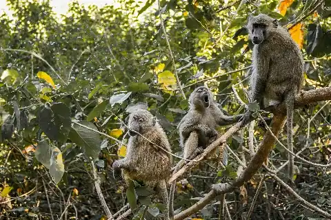 Tre babbuini oliva appollaiati sui rami in una rigogliosa foresta kenyota, uno che richiama — scena di fauna selvatica dal safari di 4 giorni Solio, Aberdare e Ol Pejeta in partenza da Nairobi