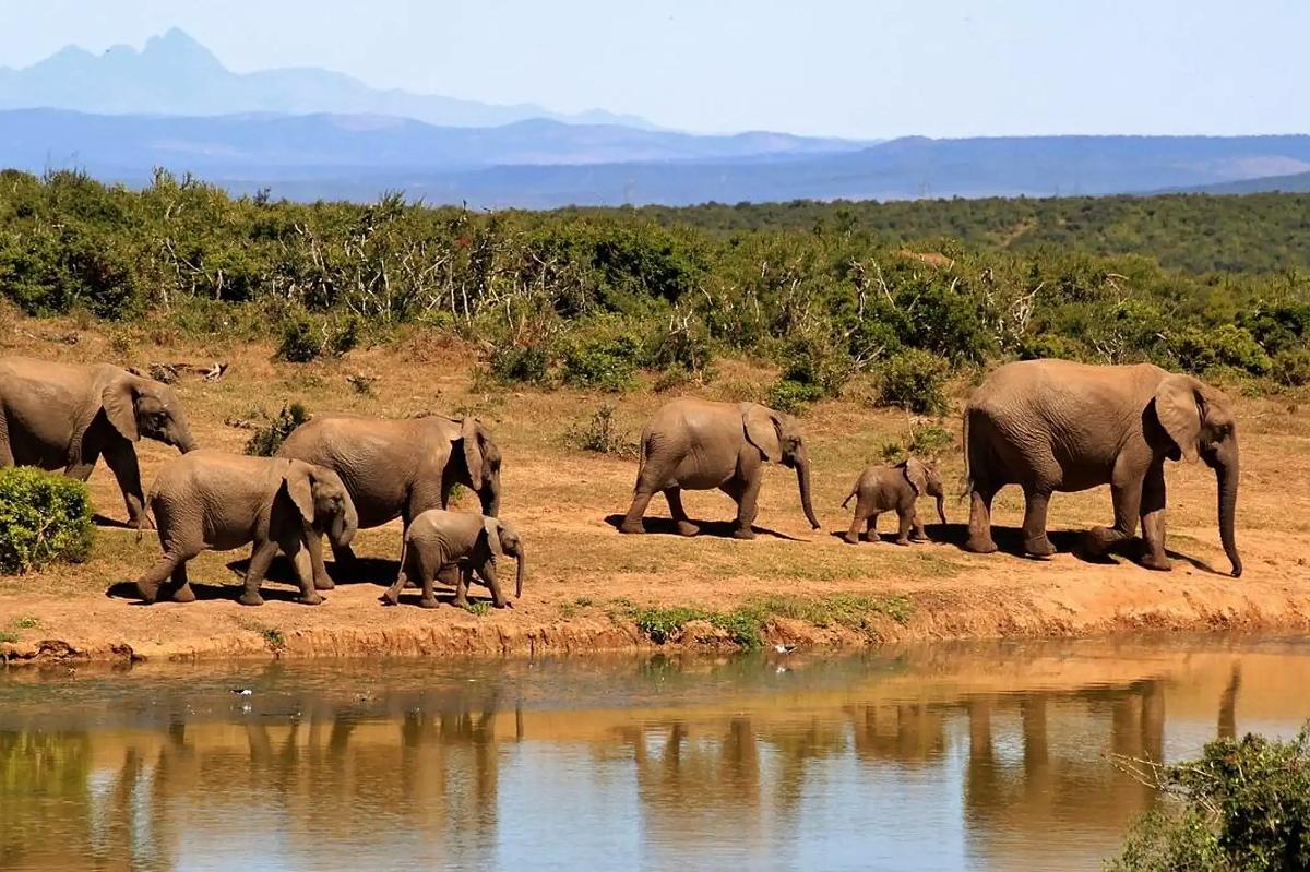 Herd of elephants walking along a watering hole with reflections — classic Tsavo East & West Safari wildlife