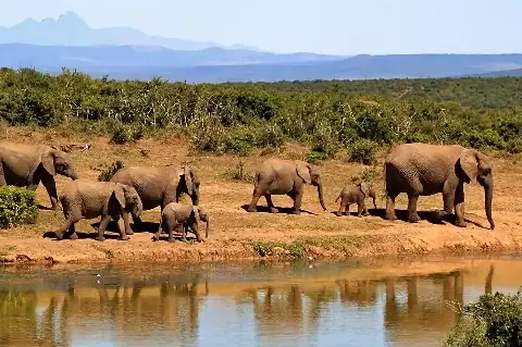 Herd of elephants walking along a watering hole with reflections — classic Tsavo East & West Safari wildlife