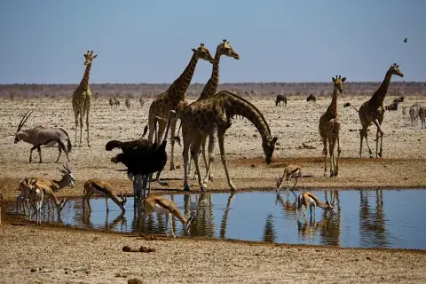 Giraffes, an ostrich and gazelles at a watering hole — plains wildlife seen on the Crescent Island walking safari day tour
