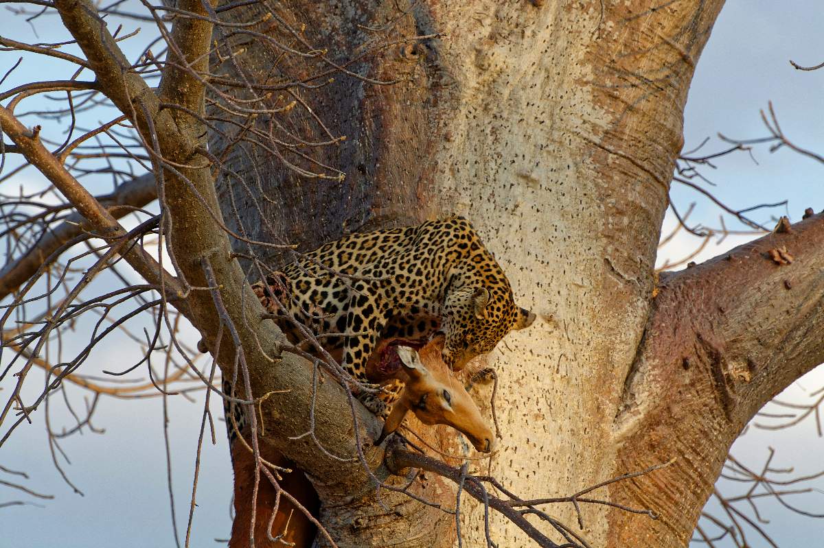 5-tägige Samburu-, Solio- und Ol Pejeta-Nashorn-Safari ab Nairobi