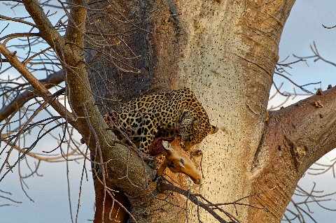 5-Day Samburu, Solio & Ol Pejeta Rhino Safari from Nairobi