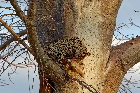 5-tägige Samburu-, Solio- und Ol Pejeta-Nashorn-Safari ab Nairobi