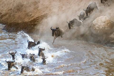 Wildebeest leaping into the Mara River amid dust and spray on a Fly-In Maasai Mara Day Safari from Nairobi