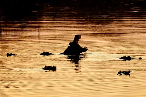 Hippo silhouetted and yawning in golden light while other hippos float nearby