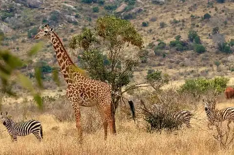 Giraffe browsing an acacia while zebras graze nearby on the dry Tsavo landscape