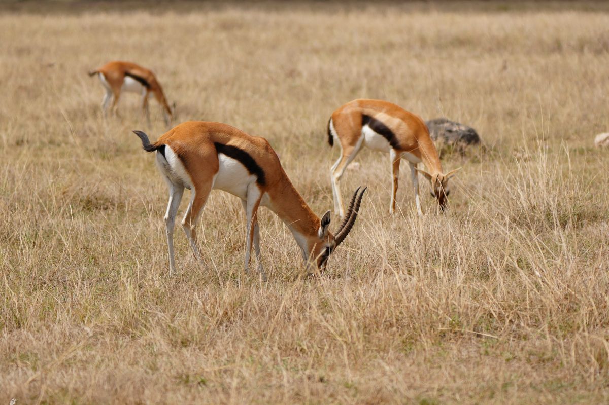 Three grazing gazelles in golden Maasai Mara grassland during a 2-Day Maasai Mara Express Safari from Nairobi