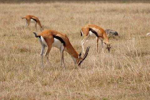 Three grazing gazelles in golden Maasai Mara grassland during a 2-Day Maasai Mara Express Safari from Nairobi