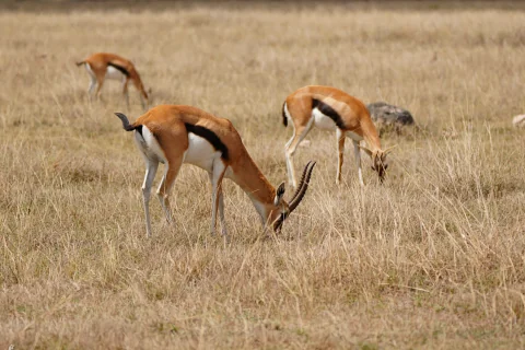 Three grazing gazelles in golden Maasai Mara grassland during a 2-Day Maasai Mara Express Safari from Nairobi