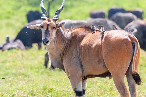 Eland antelope with oxpeckers perched on its back in green grasslands