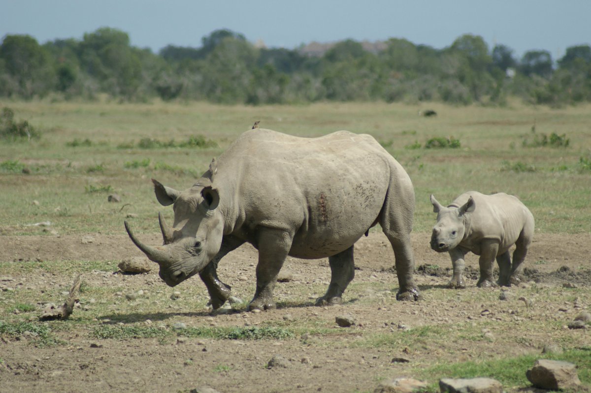 Rinoceronte adulto caminando con una cría por la sabana seca, un avistamiento típico de fauna en el safari de 5 días Meru, Samburu y Ol Pejeta desde Nairobi