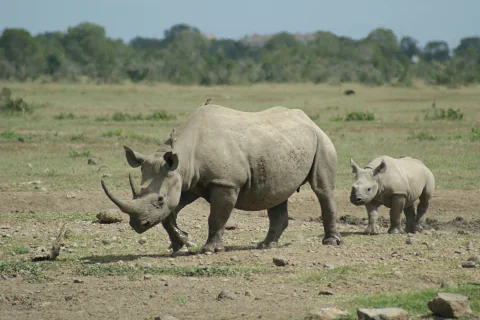 Rinoceronte adulto caminando con una cría por la sabana seca, un avistamiento típico de fauna en el safari de 5 días Meru, Samburu y Ol Pejeta desde Nairobi